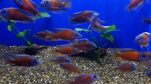 Kadango Cichlid (Copadichromis Borleyi) 2.50 inch
