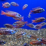 red-empress-cichlid-protomelas-taeniolatus