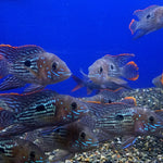 green-terror-cichlid-aequidens-rivulatus