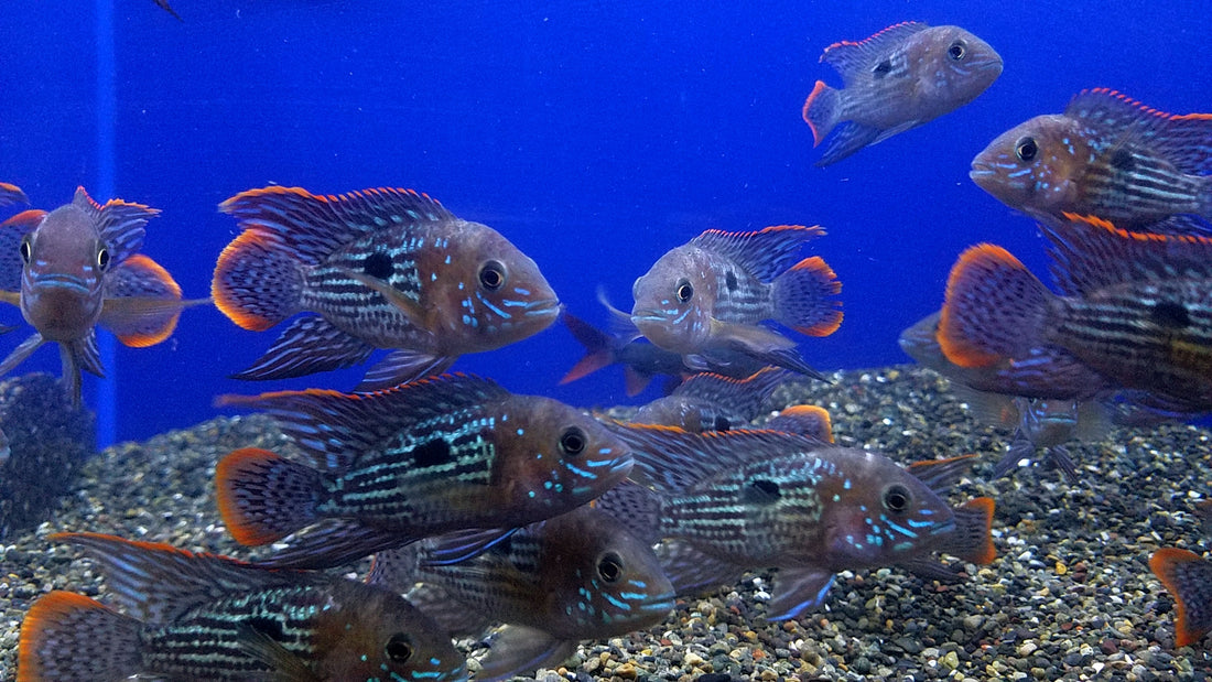 green-terror-cichlid-aequidens-rivulatus