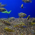 venustus-cichlid-haplochromis-venustus