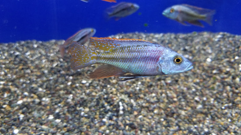 malawi-thick-lips-cichlid-chilotilapia-euchilus