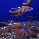 red-jacob-peacock-cichlid-aulonocara-jacobfreibergi