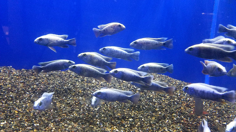 electric-blue-hap-cichlid-sciaenochromis-ahli