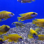 yellow-peacock-aulonocara-baenschi