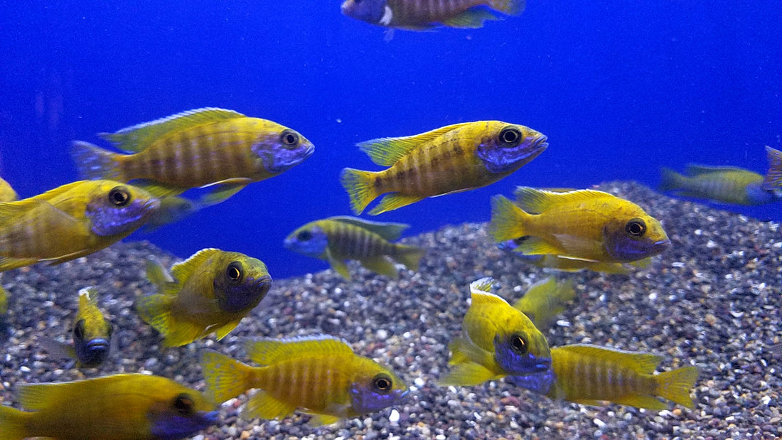 yellow-peacock-aulonocara-baenschi