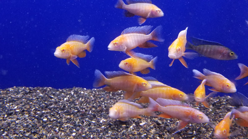 Albino Red Jacob Peacock Cichlid (Aulonocara Jacobfreibergi "Albino")