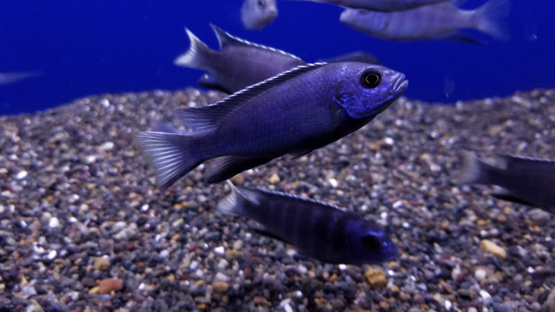 white-tail-acei-cichlid-pseudotropheus-sp.-acei