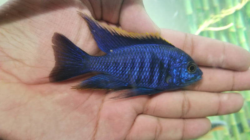 azureus-cichlid-copadichromis-azureus