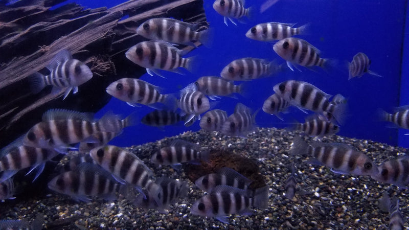 frontosa-burundi-cichlid-cyphotilapia-frontosa-burundi