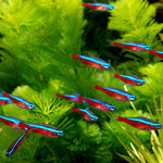 cardinal-tetra-paracheirodon-axelrodi