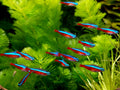 Live Freshwater Aquarium Cardinal Tetra 0.75-1.00in (Paracheirodon axelrodi)
