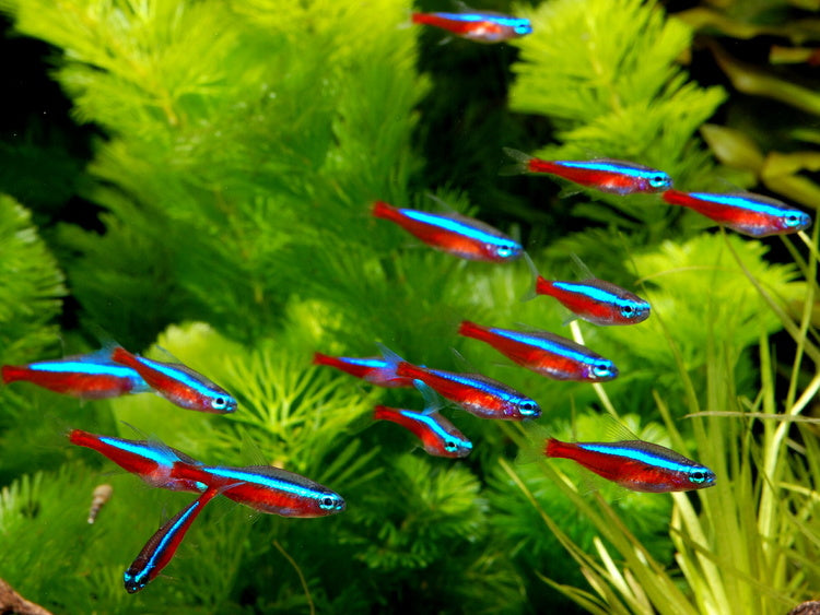 cardinal-tetra-paracheirodon-axelrodi