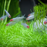 rummynose-tetra-hemigrammus-bleheri