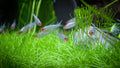 Live Tropical Fish Rummy Nose Tetra 0.75-1.00in (Hemigrammus bleheri)