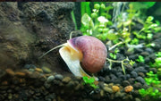Assorted Colored Snails (Apple / Mystery)