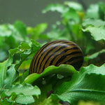 zebra-nerite-snail