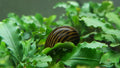 Live Freshwater Zebra Nerite Snail (Vittina natalensis)
