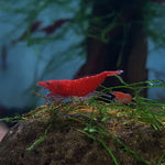 Bloody Mary Shrimp (Neocaridina davidi)