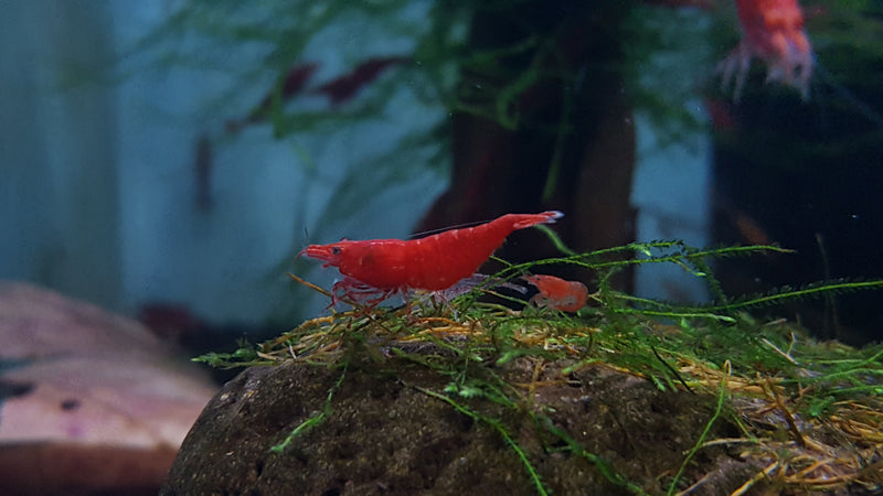 20 +2 Blue Velvet - Freshwater Neocaridina Aquarium Shrimp. Live 20 +2 Blue Velvet - Freshwater Neocaridina Aquarium Shrimp. Live