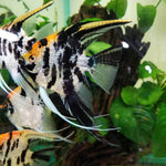 koi-angelfish-pterophyllum-sp.