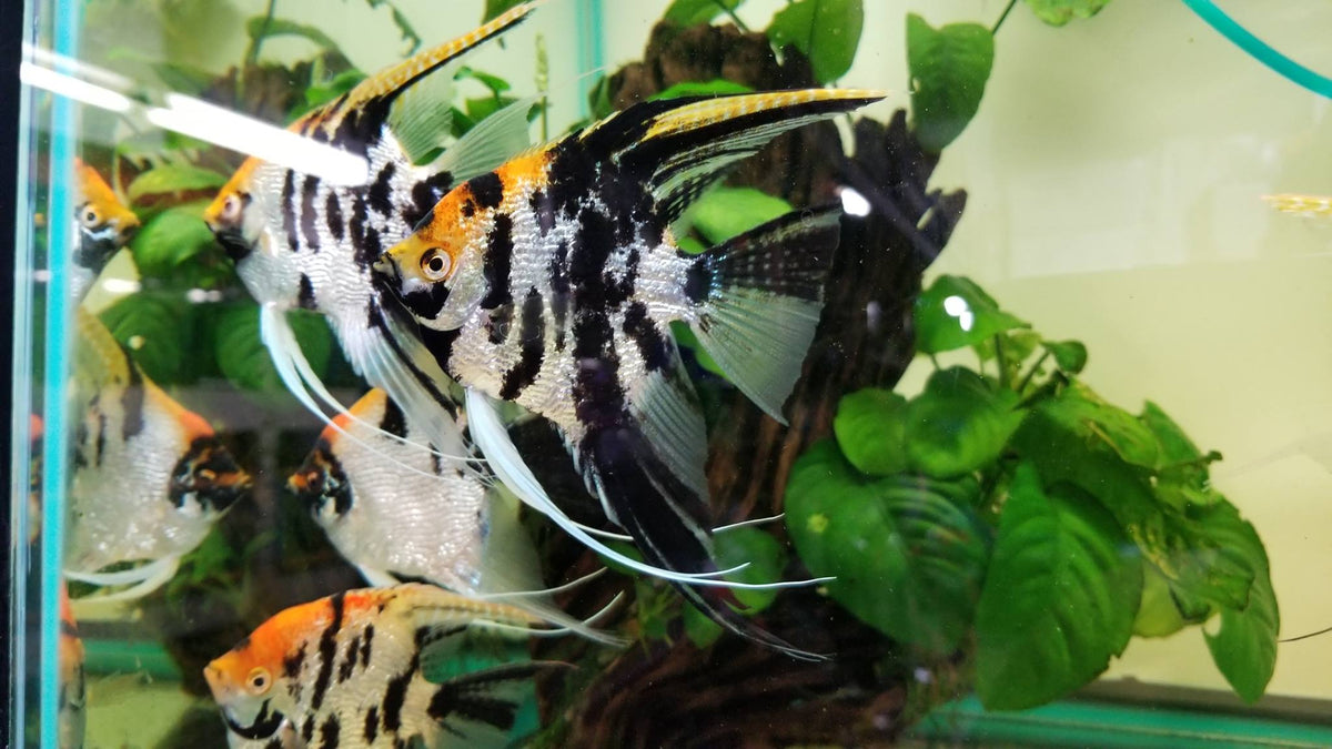 koi-angelfish-pterophyllum-sp.