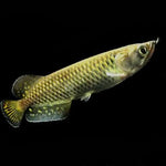 jardini-arowana-scleropages-jardini