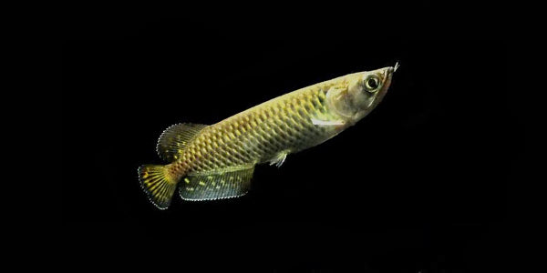jardini-arowana-scleropages-jardini