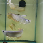 silver-arowana-osteoglossum-bicirrhosum