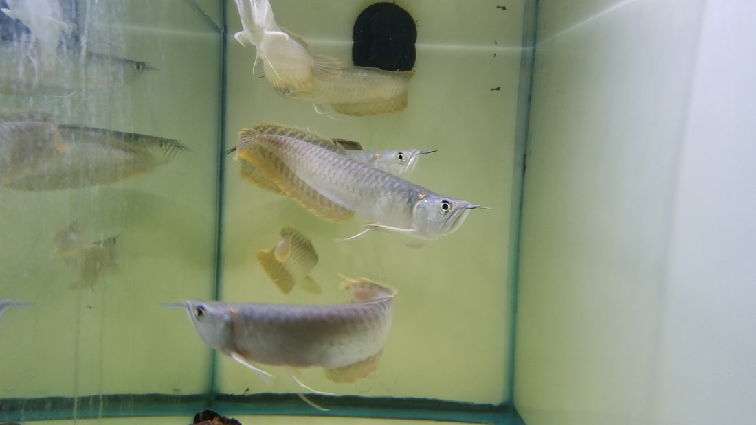 silver-arowana-osteoglossum-bicirrhosum