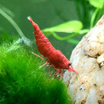 Live Freshwater Aquarium High Quality Painted Fire Red Shrimp 10/$30, 20/$50 (Neocaridina sp.)(FS-023)
