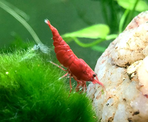 Live Freshwater Aquarium High Quality Painted Fire Red Shrimp 10/$30, 20/$50 (Neocaridina sp.)(FS-023)