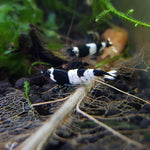 Live Freshwater Aquarium Shrimp Black King Kong (Caridina)