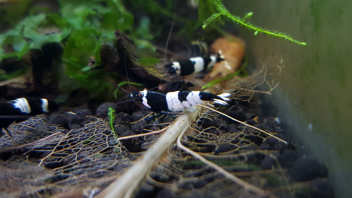 Live Freshwater Aquarium Shrimp Black King Kong (Caridina) — Coast