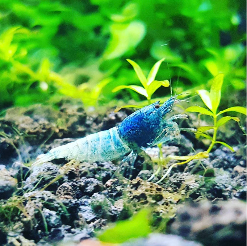 Live Freshwater Aquarium Shrimp Taiwan Bee Blue Bolt A/S Grade (Caridina)