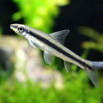 Live Freshwater Aquarium Fish Siamese Algae Eater (Crossocheilus siamensis)