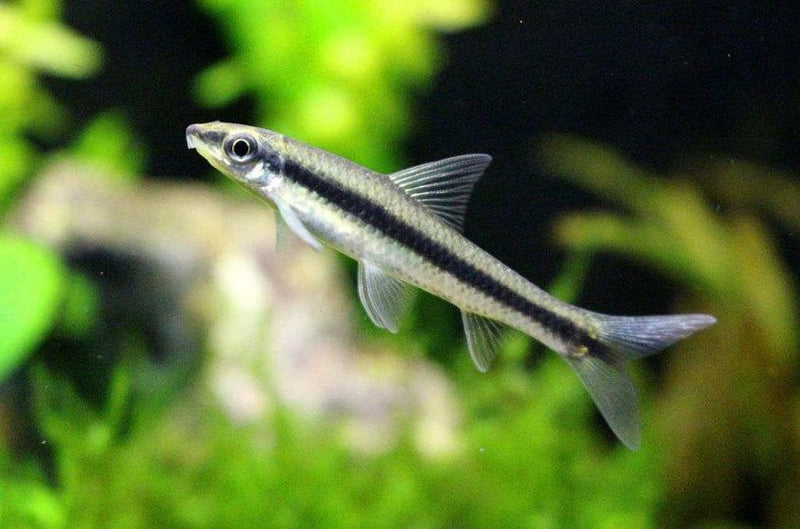 Live Freshwater Aquarium Fish Siamese Algae Eater (Crossocheilus siamensis)