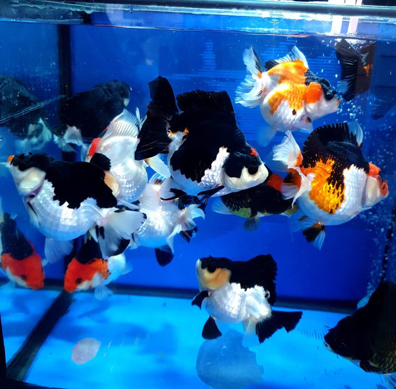 Live Fancy Goldfish Premium Select  Our Choice Thai Premium Select Oranda 2'' Body (CGF)