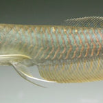 Silver Arowana (Osteoglossum bicirrhosum)