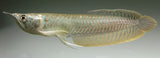 Silver Arowana (Osteoglossum bicirrhosum)