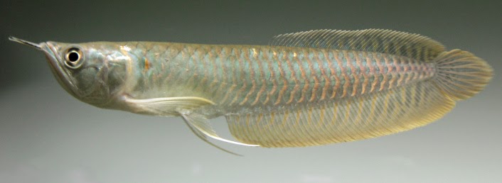 Silver Arowana (Osteoglossum bicirrhosum)