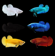 solid color female betta 
(white, turquoise, black, blue, yellow, red)