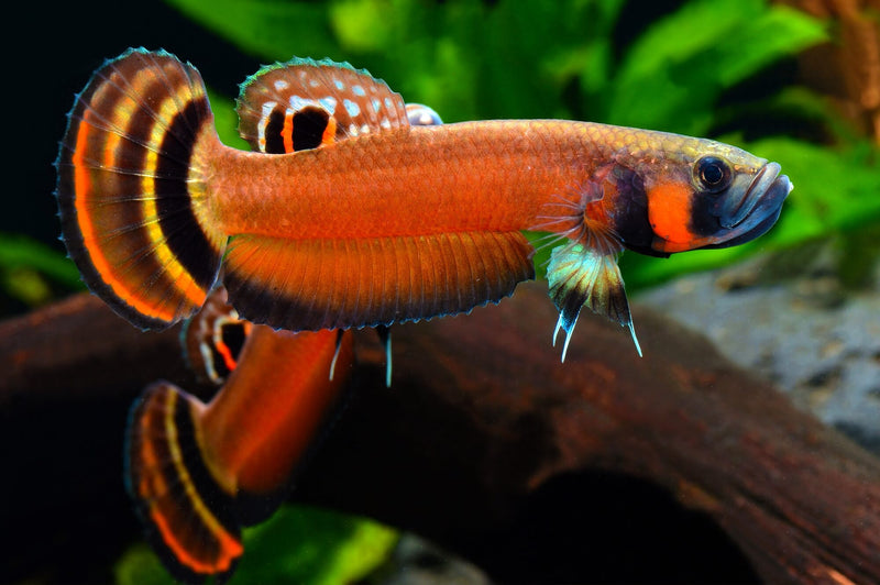 (WBP-11) Macrostoma wild betta pair