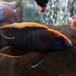 Live African Cichlid Sulfur Head/Apache Peacock (Aulonocara maylandi)(CHD-129)U027