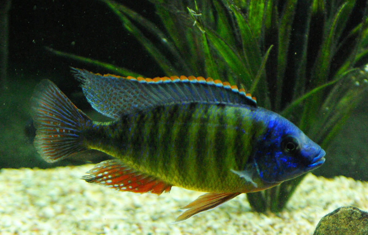 標本 Cameroon Dynoryctes truncaticollis 38mm Cameroon Dynoryctes