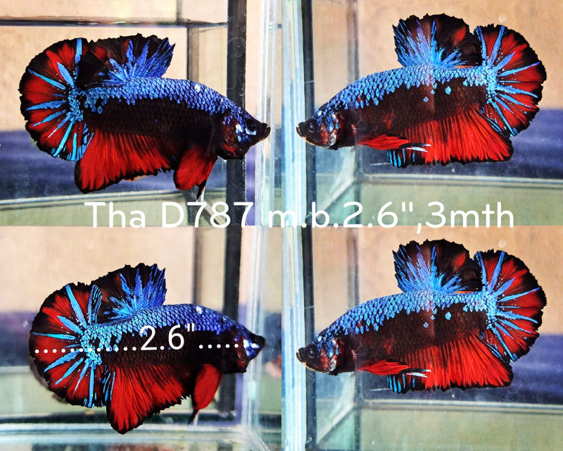 (THA-787) RED NEMO EMERALD GIANT MALE BETTA