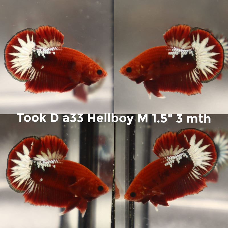 (TOOK-A33) HELLBOY COPPER RED PLAKAT MALE BETTA