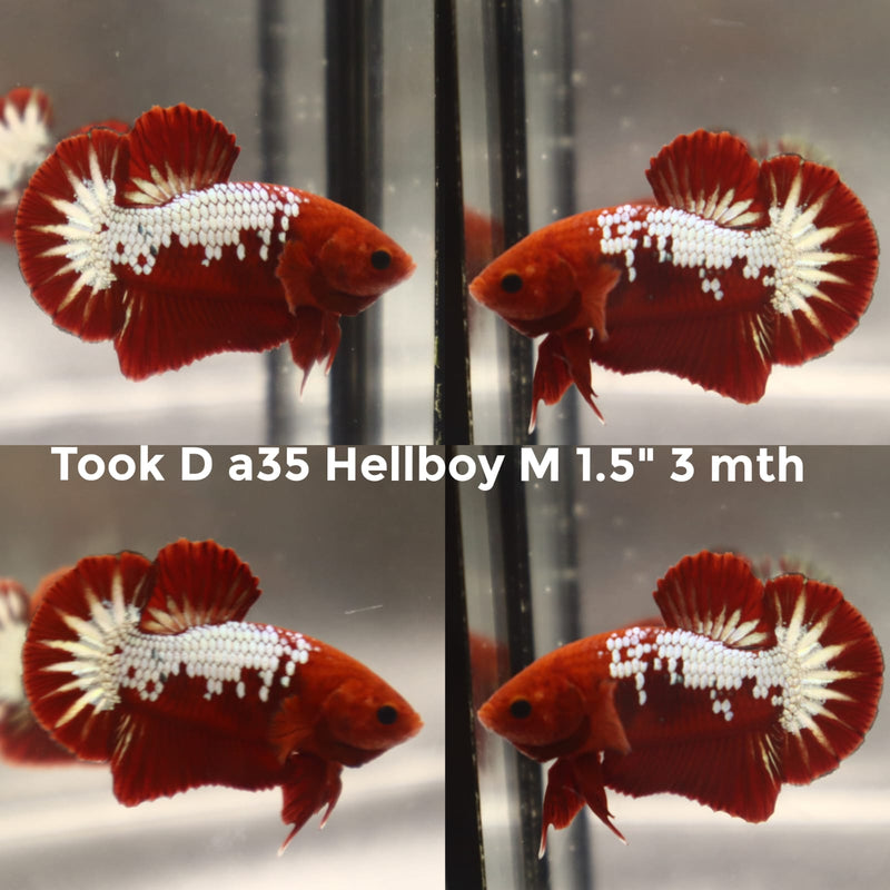 (TOOK-A35) HELLBOY FANCY PLAKAT MALE BETTA