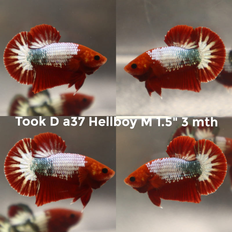 (TOOK-A37) HELLBOY GALAXY PLAKAT MALE BETTA