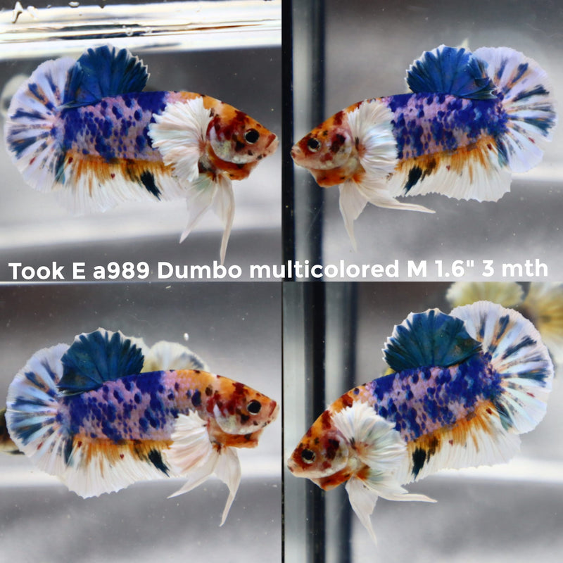 (TOOK-A989) NEMO DUMBO MULTICOLOR PLAKAT MALE BETTA